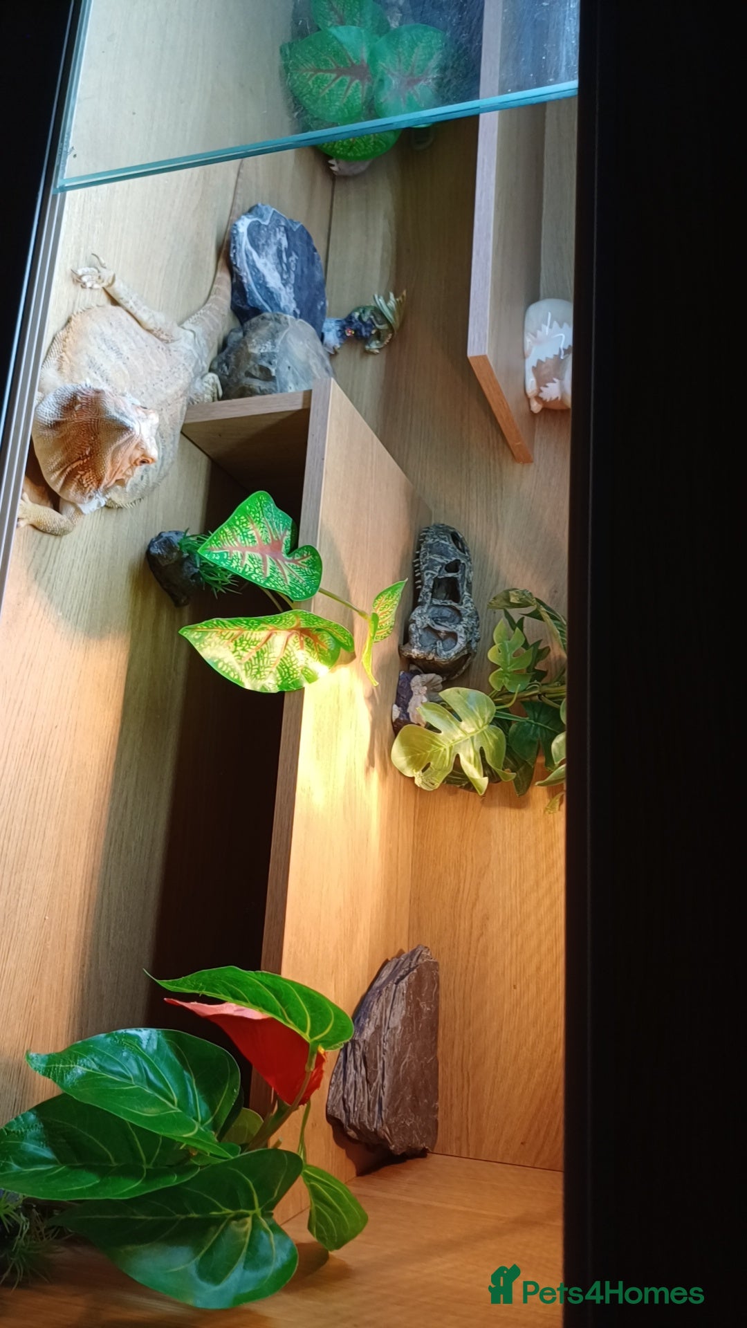 Bearded Dragon reptiles for sale: Sandstorm  - Image 2