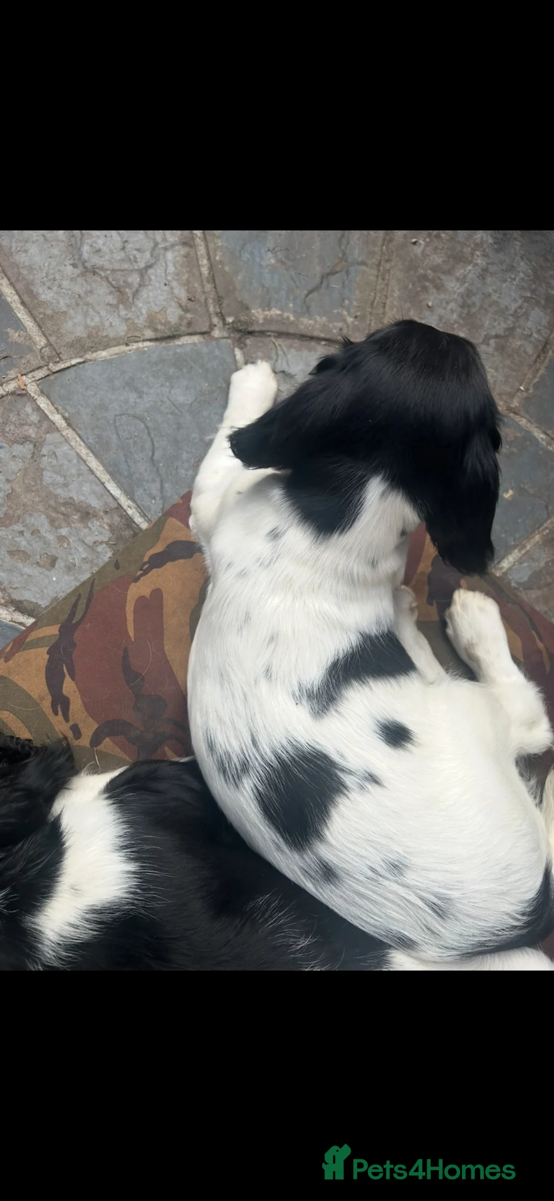 English Springer Spaniel dogs for sale: Black and white Dog - Advert 5