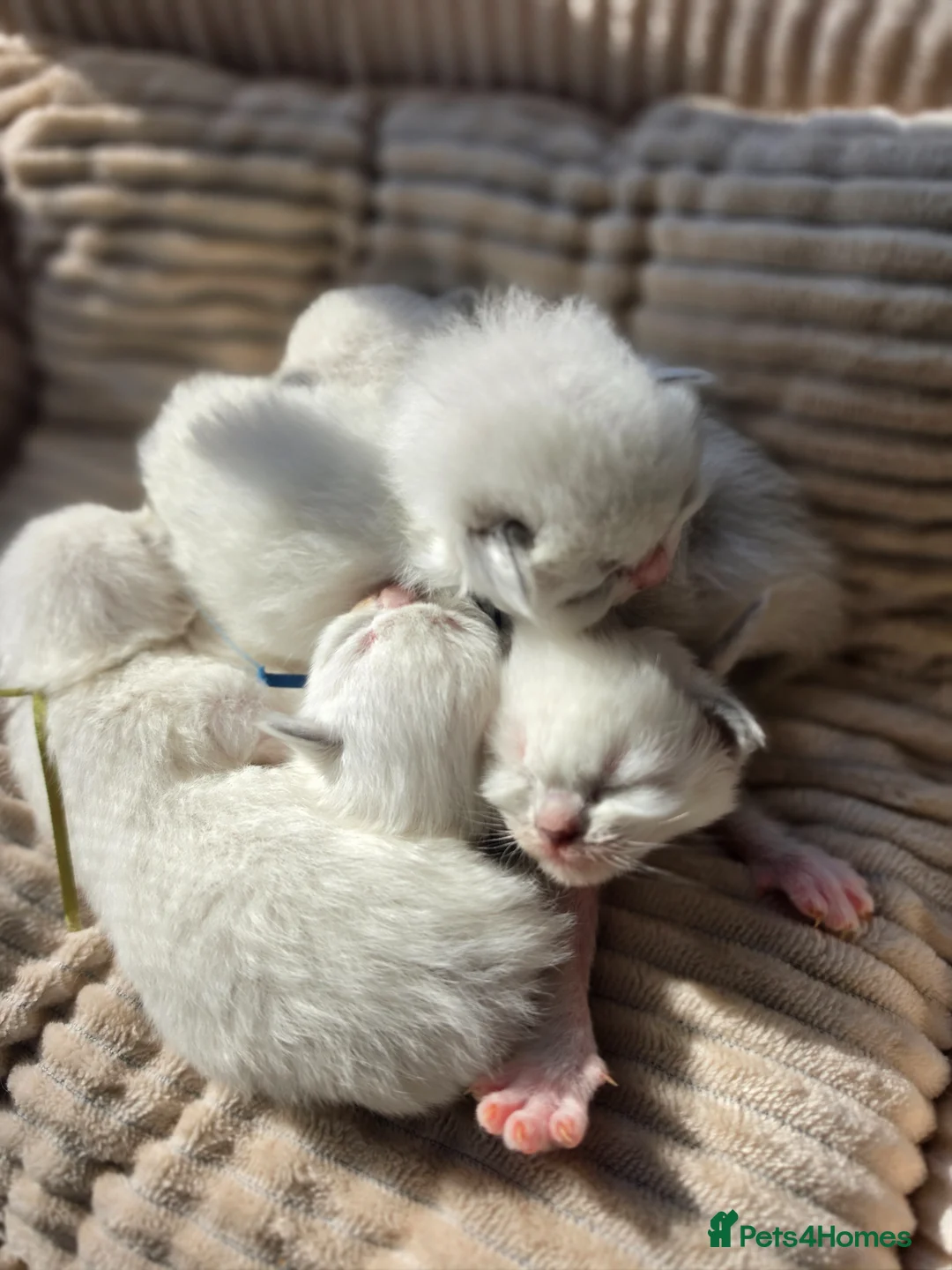 Ragdoll cats for sale: Zamir Ragdoll Family - Advert 1