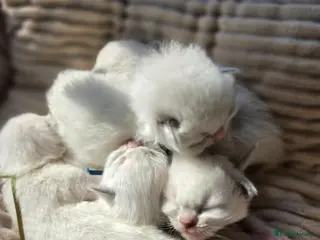 Ragdoll cats Zamir Ragdoll Family - Advert 2