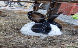 Mixed Breed rabbits for sale: 4 beautiful rabbits  - Image 2
