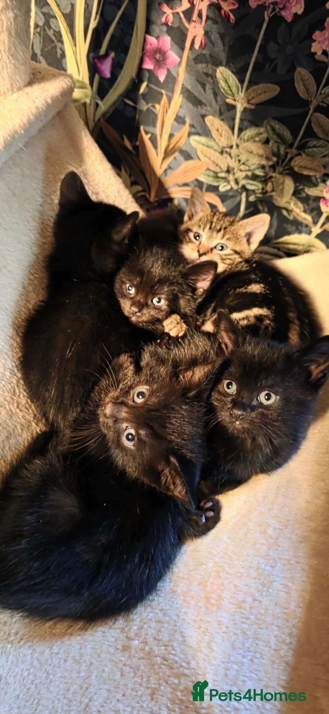 Mixed Breed cats for sale: Kittens ready to go now - Advert 8