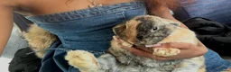 Mini Lop rabbits for sale: Dolly indoor bunny  - Advert 5