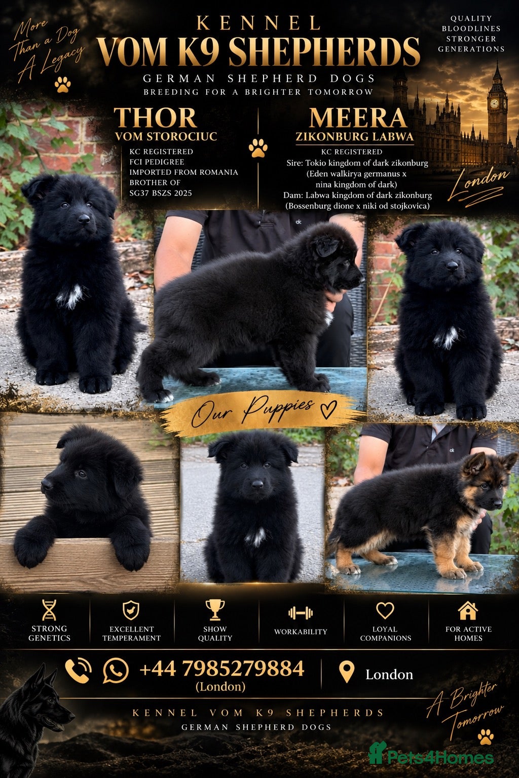 German Shepherd dogs LONG HAIR GERMAN SHEPHERD PUPPIES, TOP BLOODLINES - Advert 1