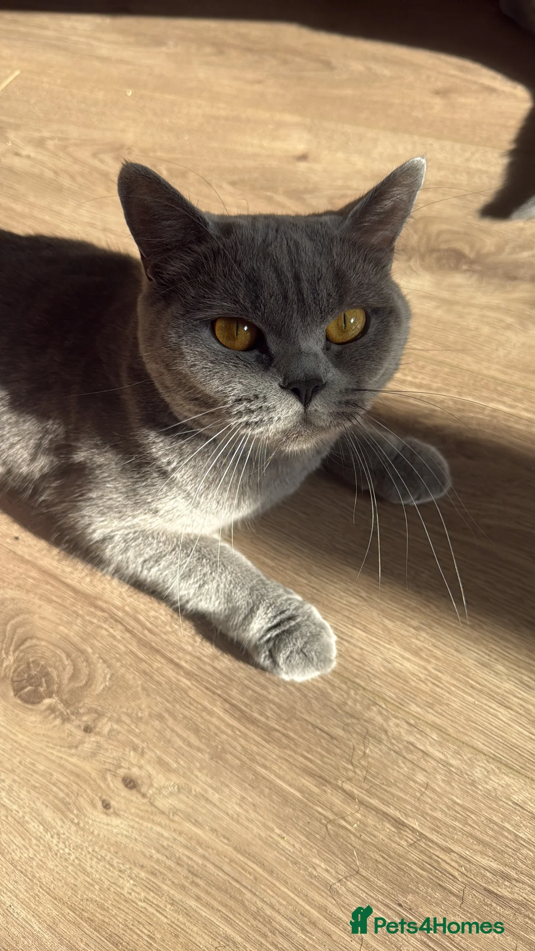 British Shorthair cats for sale: kittens for sale - Advert 4