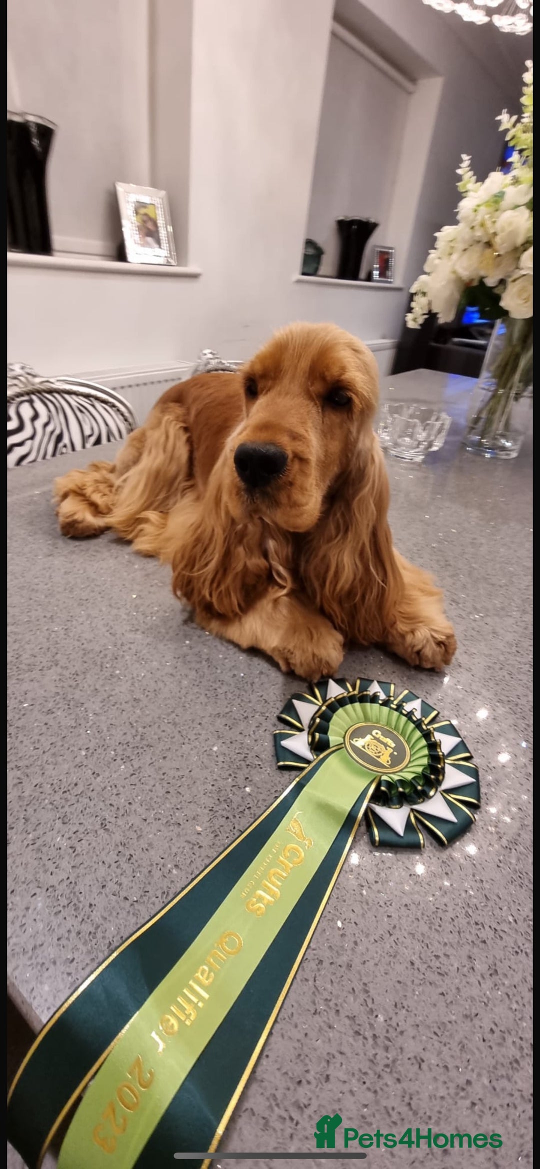 Cocker Spaniel dogs for sale: Show type cocker  spaniel “ Villaspaniol  ” kC reg - Image 15