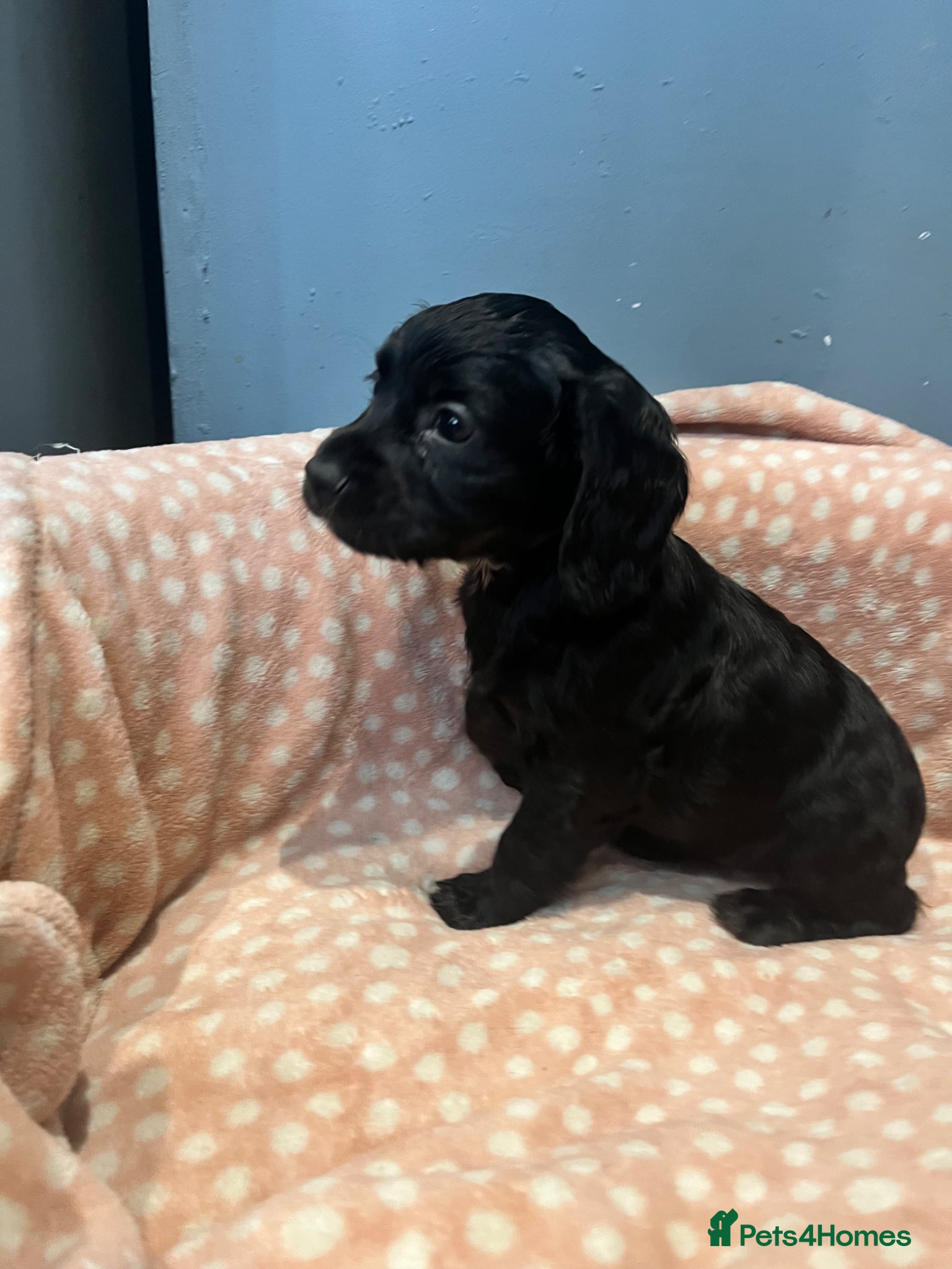 Cocker Spaniel dogs for sale: KC Cocker Spaniel puppies in Abertillery - Advert 20