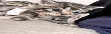 Mixed Breed Kitten 3