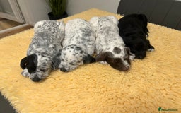 Mixed Breed dogs for sale: Rare Dalmadoodles - Image 29