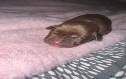 Mixed Breed dogs for sale: Shar Pei cross breed X Labrador Puppies  - Advert 4