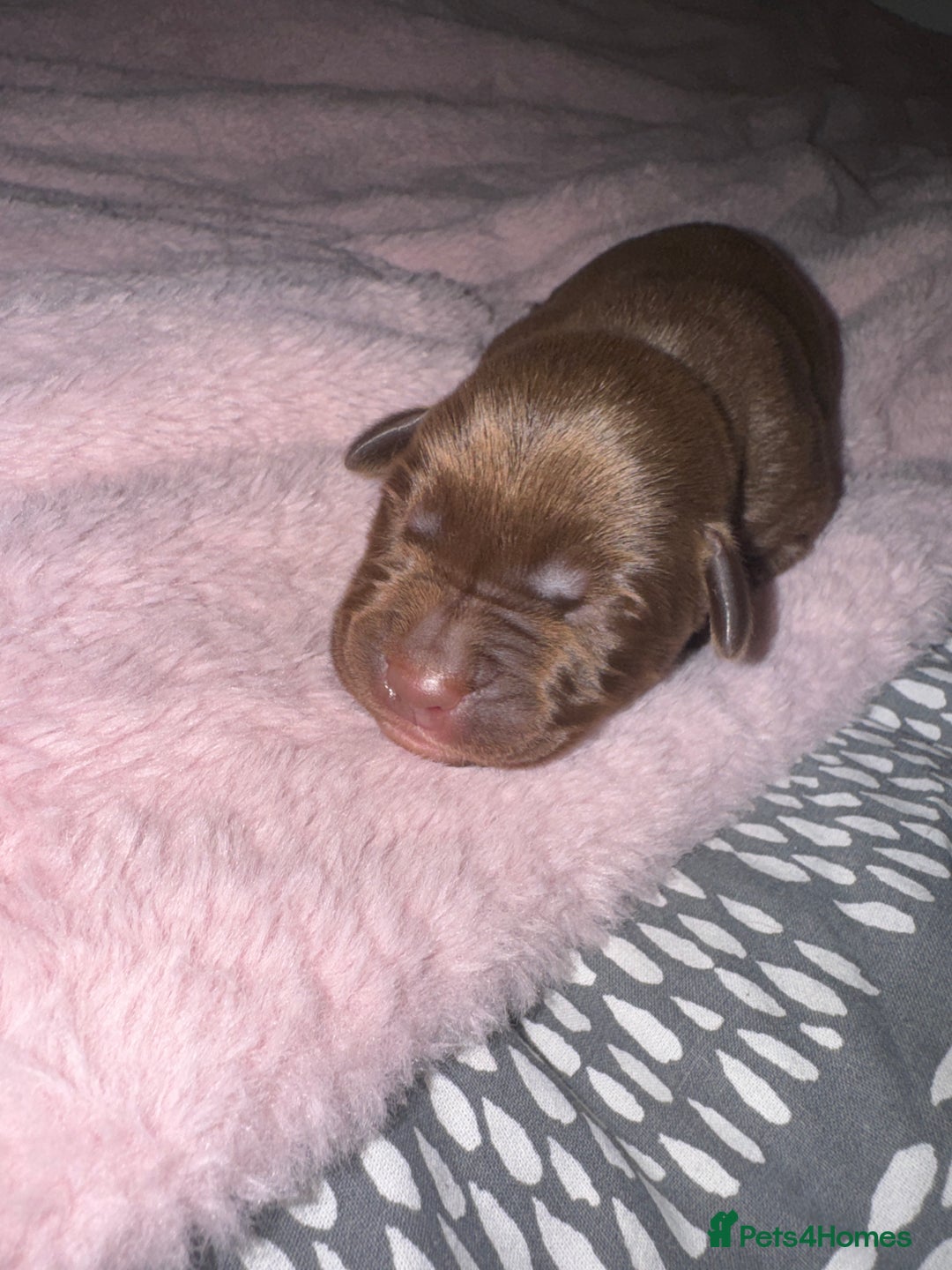 Mixed Breed dogs for sale: Shar Pei cross breed X Labrador Puppies  - Advert 4