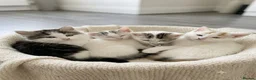 Mixed Breed cats for sale: 4 tabby kittens - Advert 1