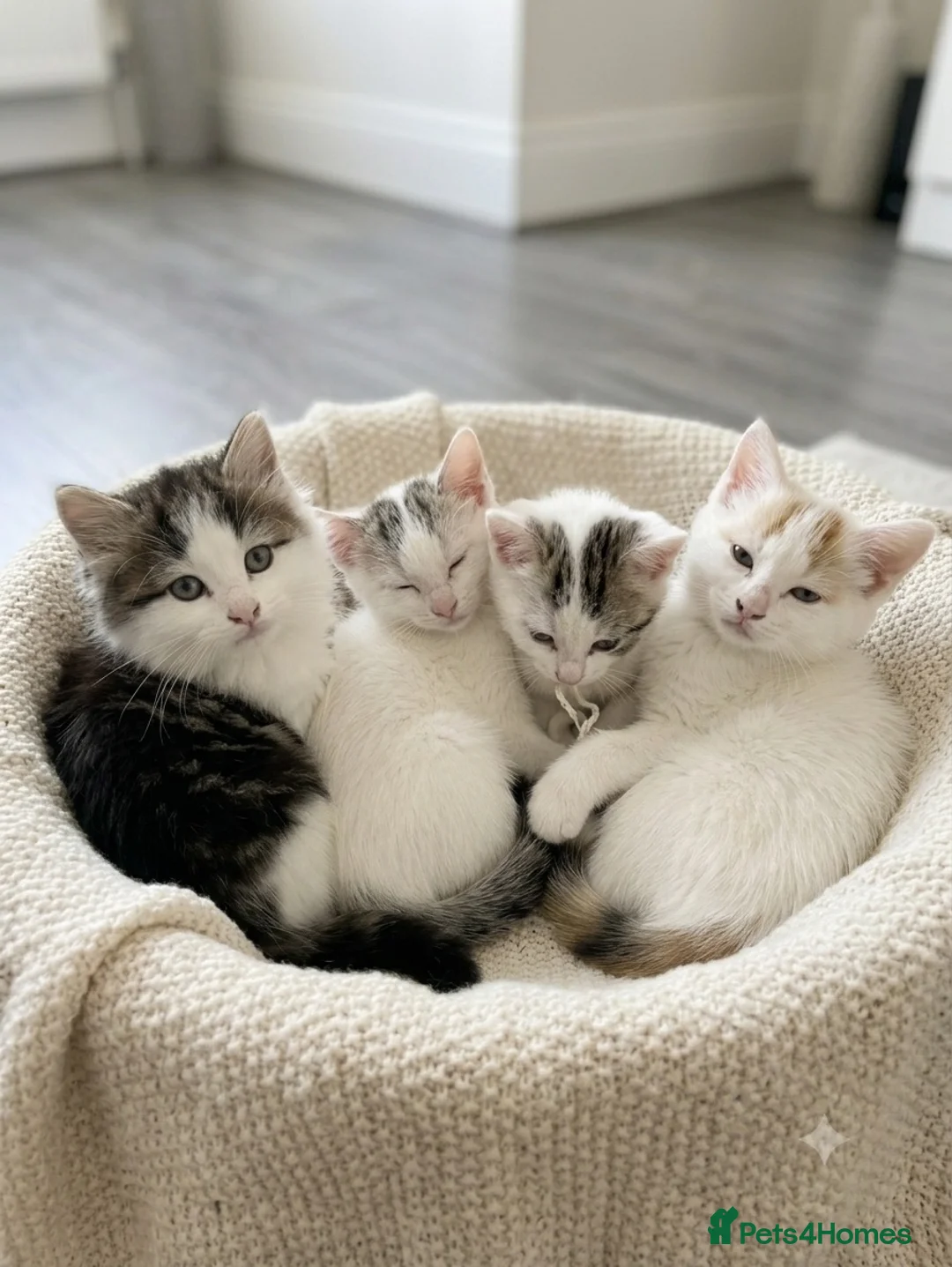 Mixed Breed cats for sale: 4 tabby kittens - Advert 1