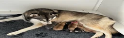 Pomsky dogs for sale: F4 Pomsky Puppies  - Advert 1