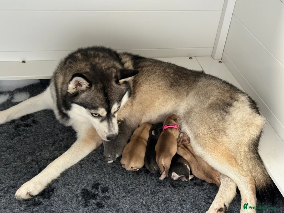 Pomsky dogs for sale: F4 Pomsky Puppies  - Advert 1