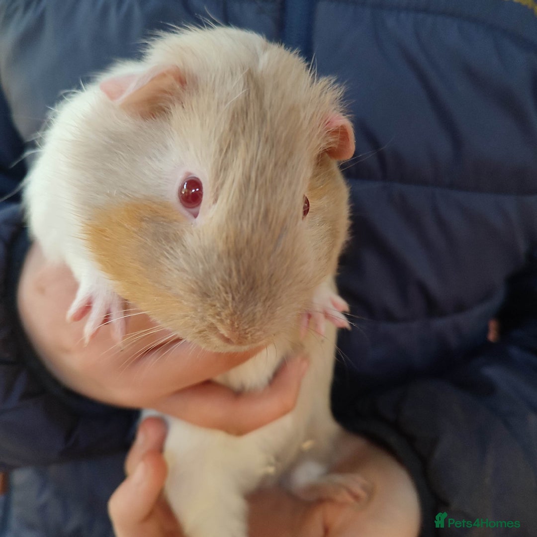 Guinea Pig rodents for sale: Guinea pigs for sale  - Advert 23