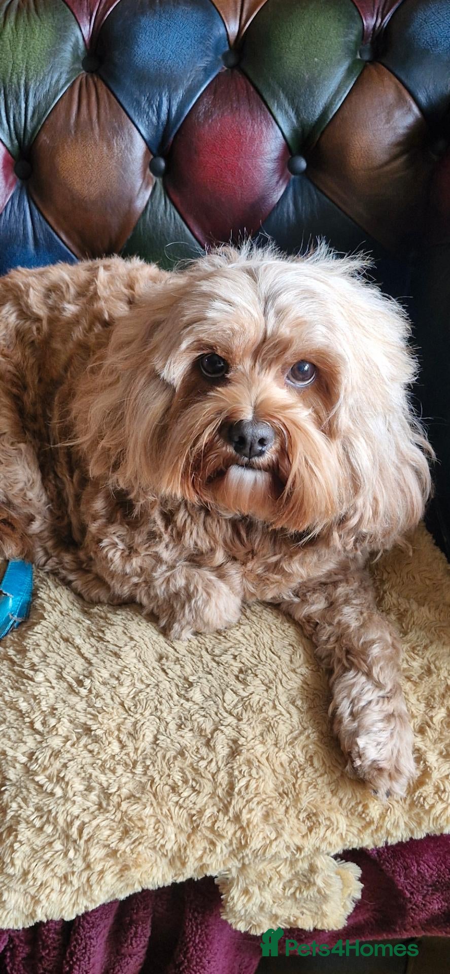 Cavapoo dogs Beautiful female Cavapoo.  Pet home only  - Advert 15
