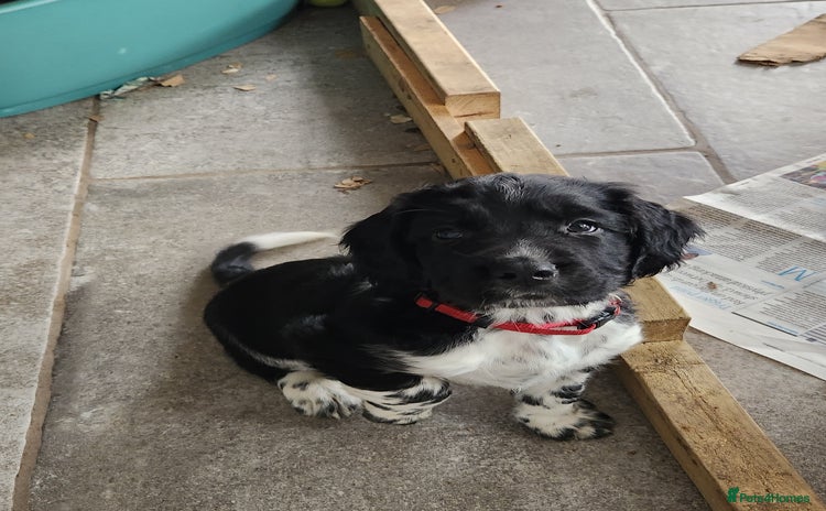 English Springer Spaniel dogs - Advert 2