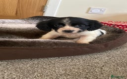 Cocker Spaniel dogs for sale: Cocker spaniel puppies  - Image 8