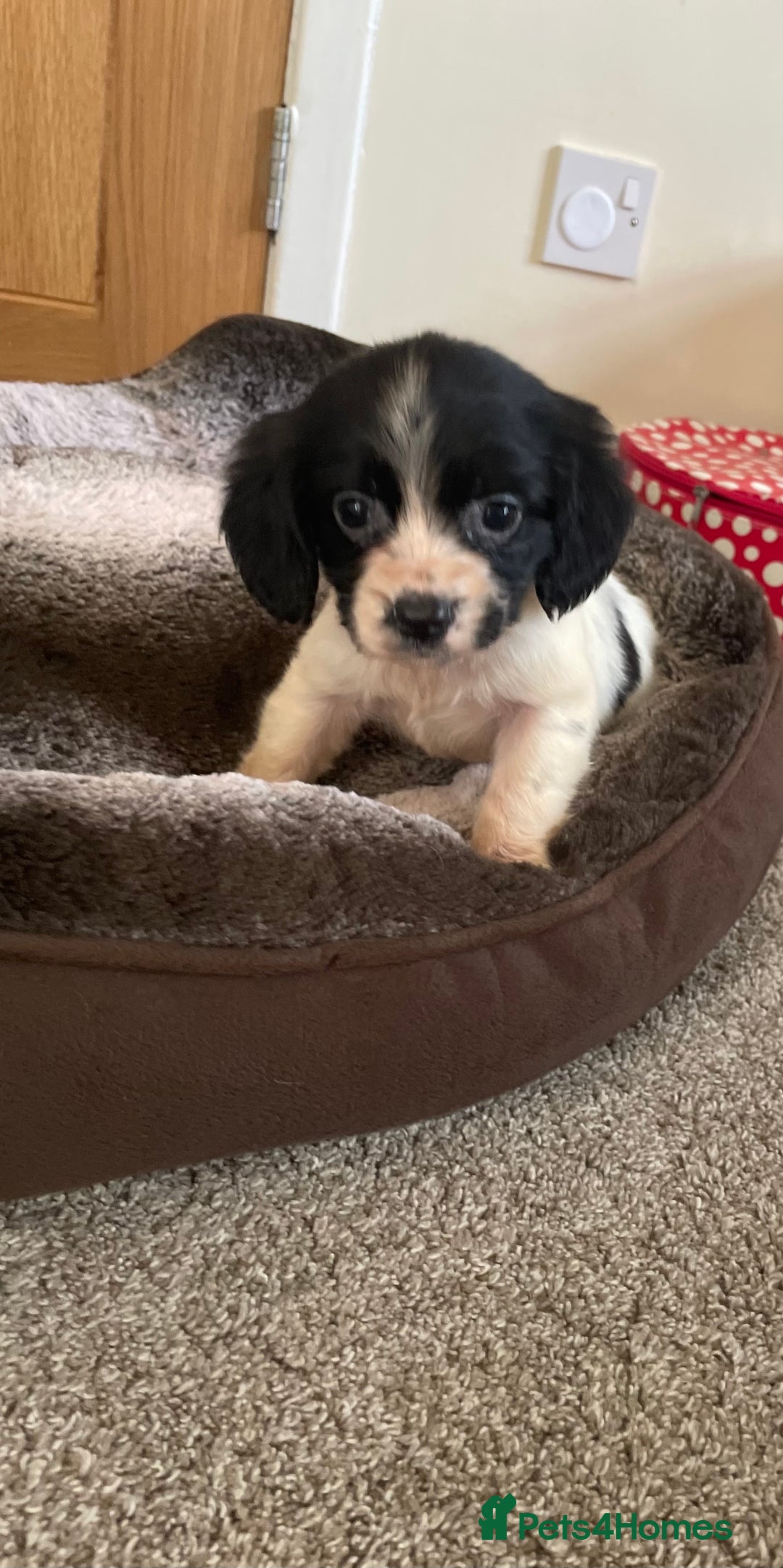 Cocker Spaniel dogs for sale: Cocker spaniel puppies  - Image 8