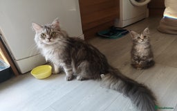 Maine Coon cats for sale: Maine Coon Kittens Parents Tica Reg& Health tested - Image 9