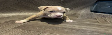 American Bully 6