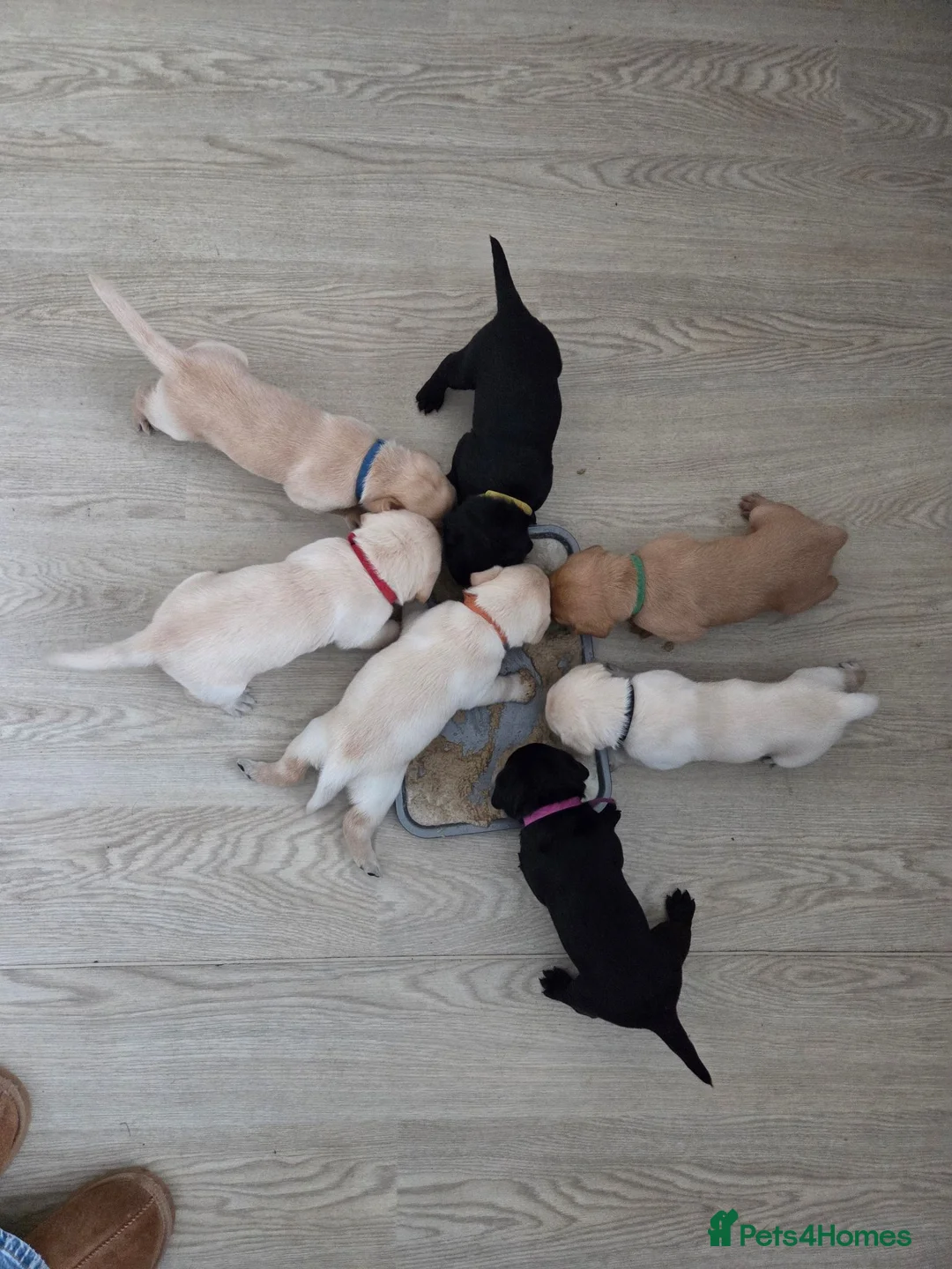 Labrador Retriever dogs for sale: Beautiful labrador puppies  - Advert 2