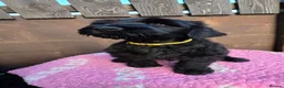 Russian Black Terrier dogs for sale: 🐾Russian Black Terrier Puppies | Ready Now🐾 - Advert 11