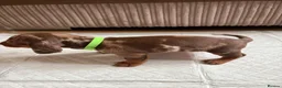 Dachshund dogs for sale: Miniature/Half-Miniature Dachshund Puppies  in Chatham - Advert 3