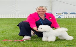 Bichon Frise dogs for stud: Stud dog only.  - Image 2