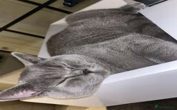 British Shorthair cats for sale: Male Blue British Shorthair 7.5months Old - Image 5