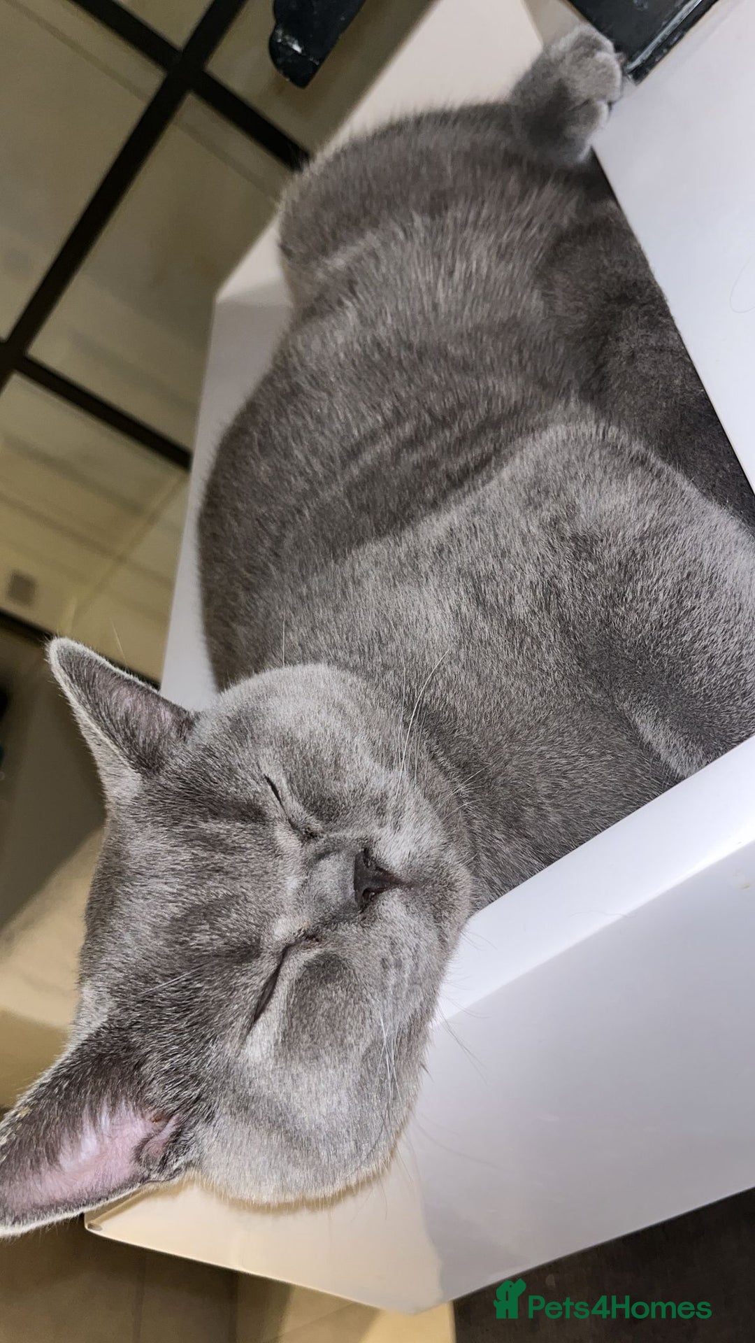 British Shorthair cats for sale: Male Blue British Shorthair 7.5months Old - Image 5