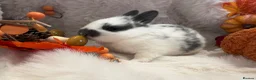 Rex rabbits for sale: Rex x Netherland dwarf  - Advert 3