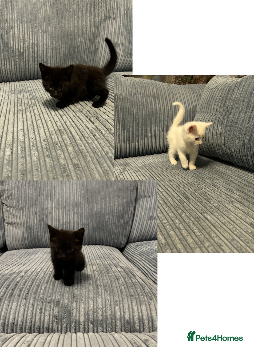 Mixed Breed cats for sale: Adorable Kittens for Sale - Advert 1
