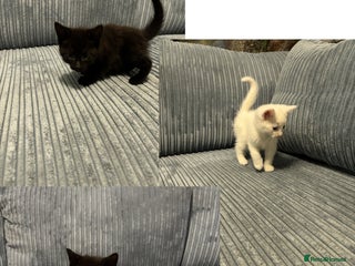 Mixed Breed cats Adorable Kittens for Sale - Advert 10