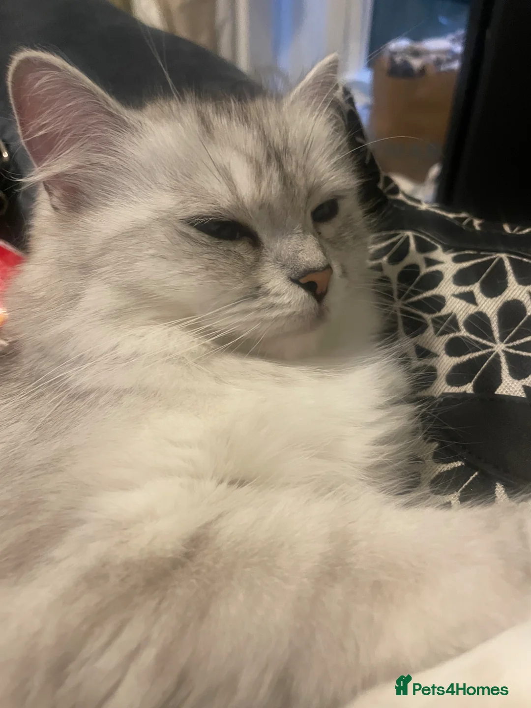 Persian cats for sale: Silver tipped Persians - Advert 2