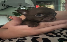 Chihuahua dogs for sale: Outstanding Chihuahua Puppies - Very small - Image 2