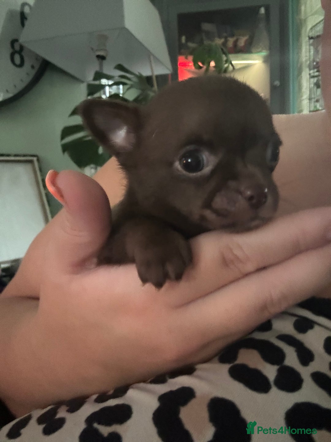 Chihuahua dogs for sale: Outstanding Chihuahua Puppies - Very small - Image 2