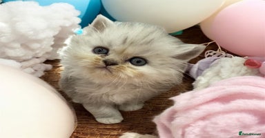 Persian cats - Advert 1