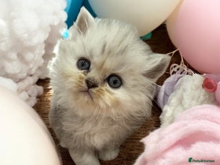 Persian cats - Advert 4