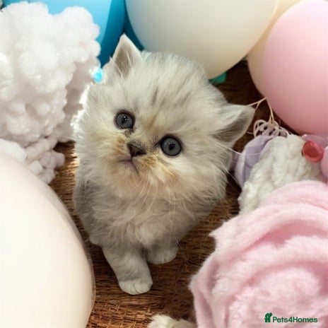 Persian cats - Advert 6
