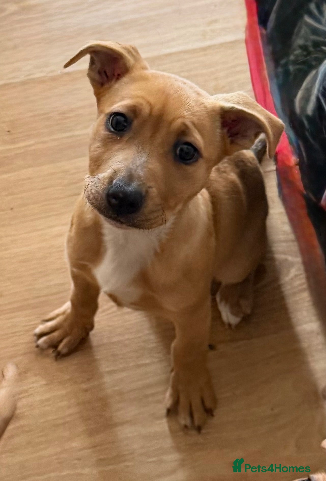 Mixed Breed dogs Happiest little bundles - Advert 2