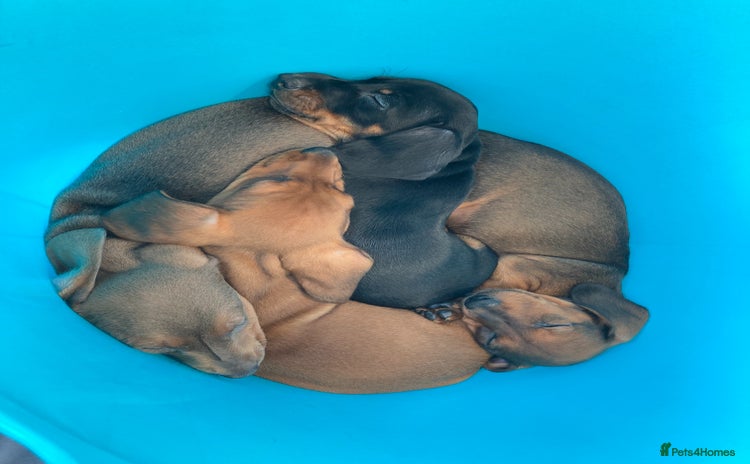 Miniature Dachshund dogs - Advert 4