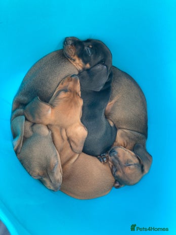 Miniature Dachshund dogs - Advert 11