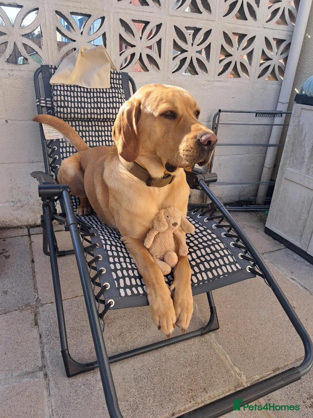 Labrador Retriever dogs for stud: George - Pedigree - Labrador - 2 Yrs Old in Dartmouth - Advert 1