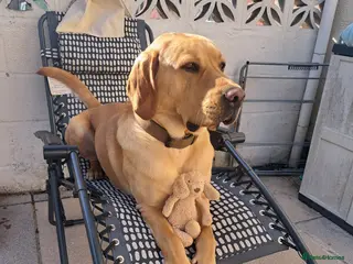 Labrador Retriever dogs George - Pedigree - Labrador - 2 Yrs Old - Advert 3