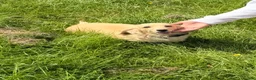 Miniature Dachshund dogs for sale: Cream long haired miniature dachshund - Advert 4