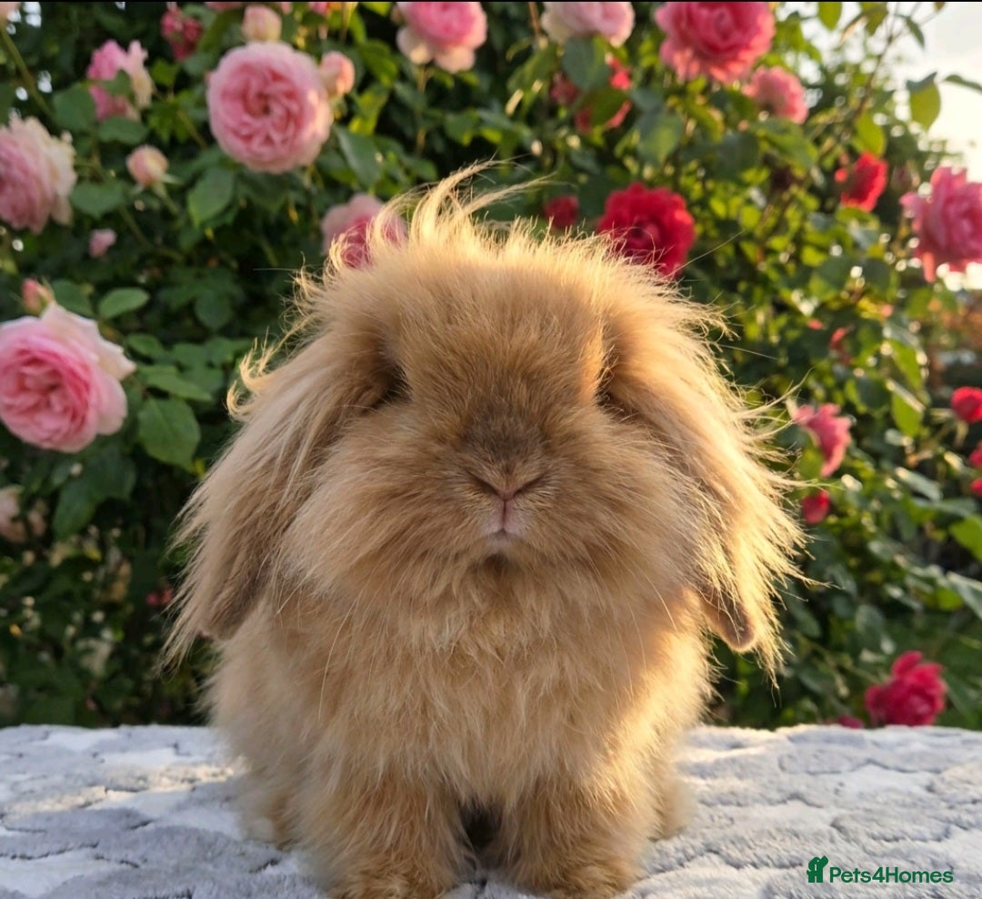 Angora rabbits for sale: Teddywidders - Advert 19
