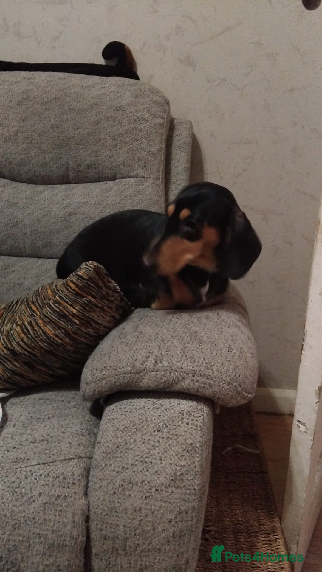 Dachshund dogs for sale: Dachshund puppies - Advert 2