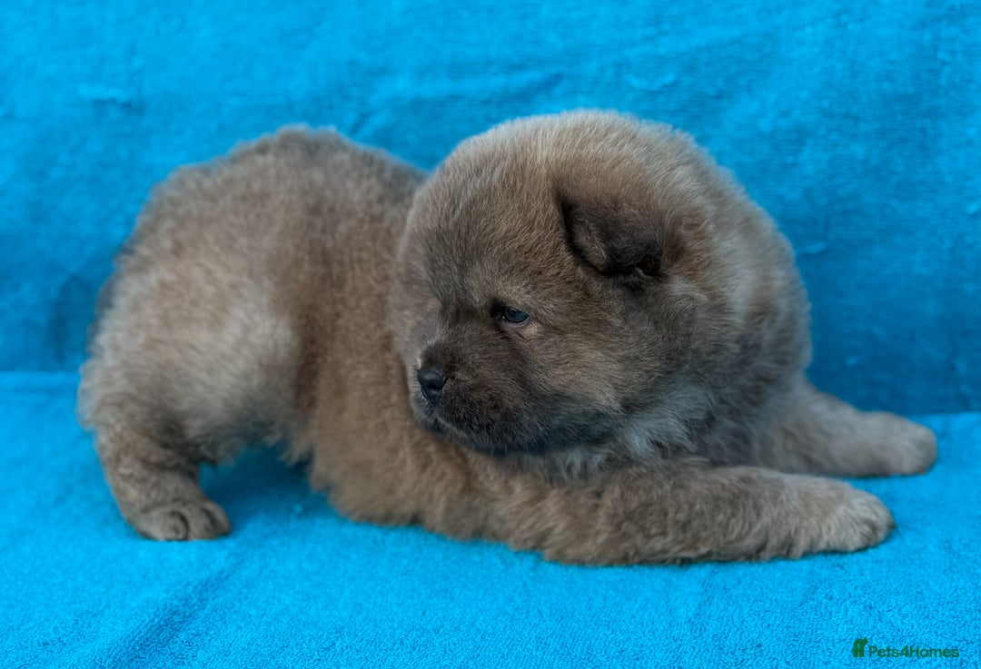 Chow Chow dogs for sale: KC Reg Chow Chow Puppies  - Image 14